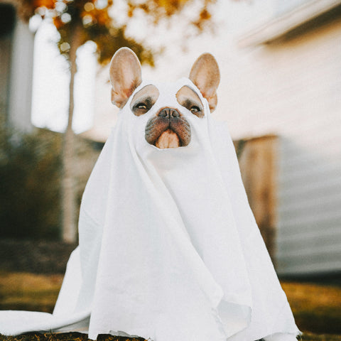 Ways to Celebrate Halloween with Your Pet